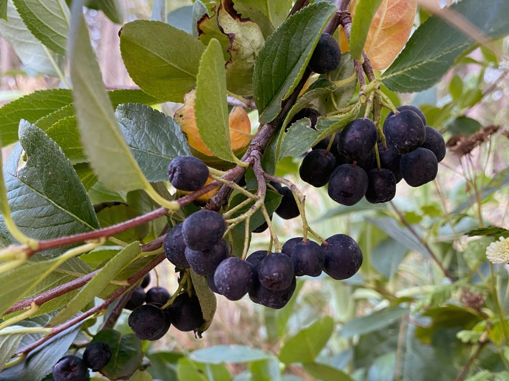 Aronia berry clusters hanging from a branch