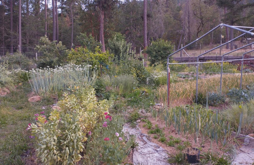 Our homestead permaculture garden, designed from the heart