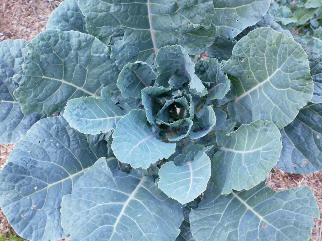 Homesteader's Perennial Kale