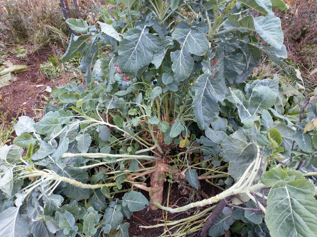 Homesteaders perennial kale plant with numerous side branches.