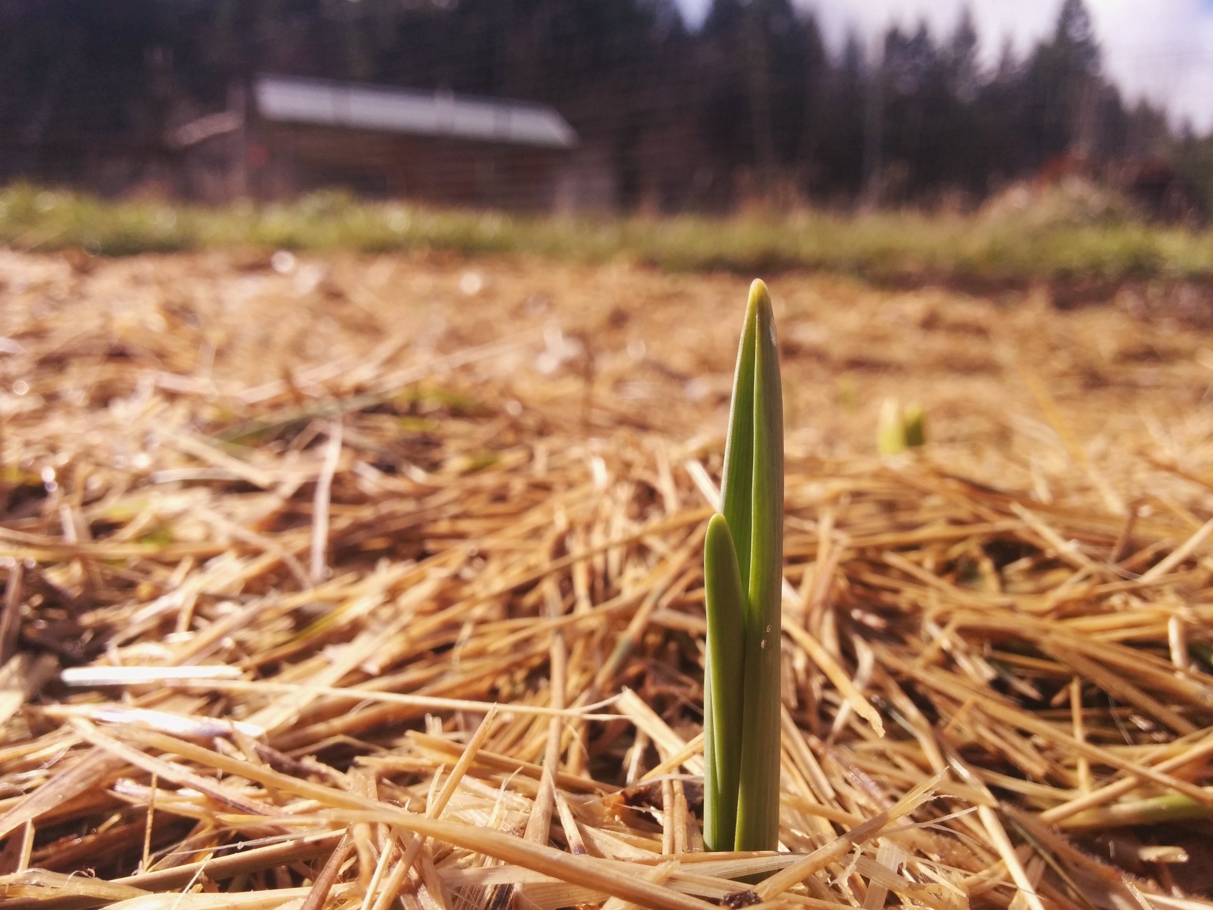 A garlic shoot coming through straw on the homestead