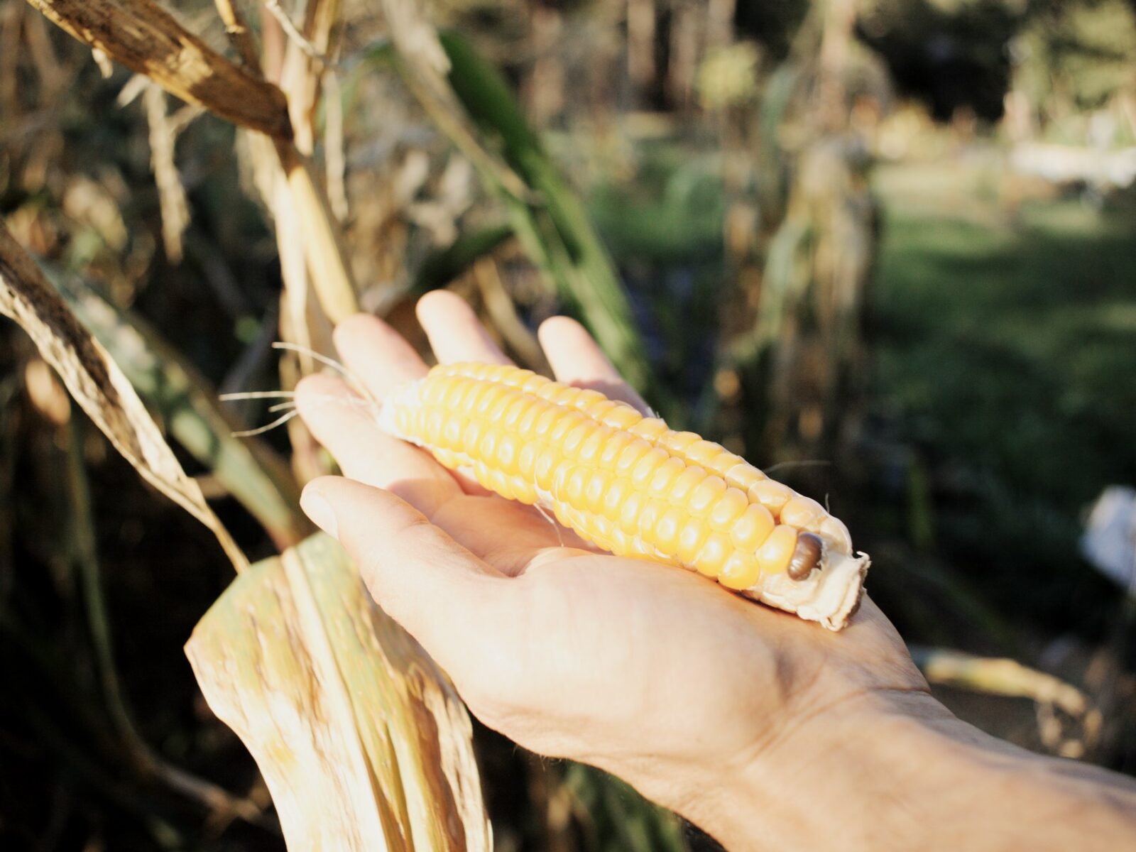 Landrace Gardening: Becoming Seeds of Place