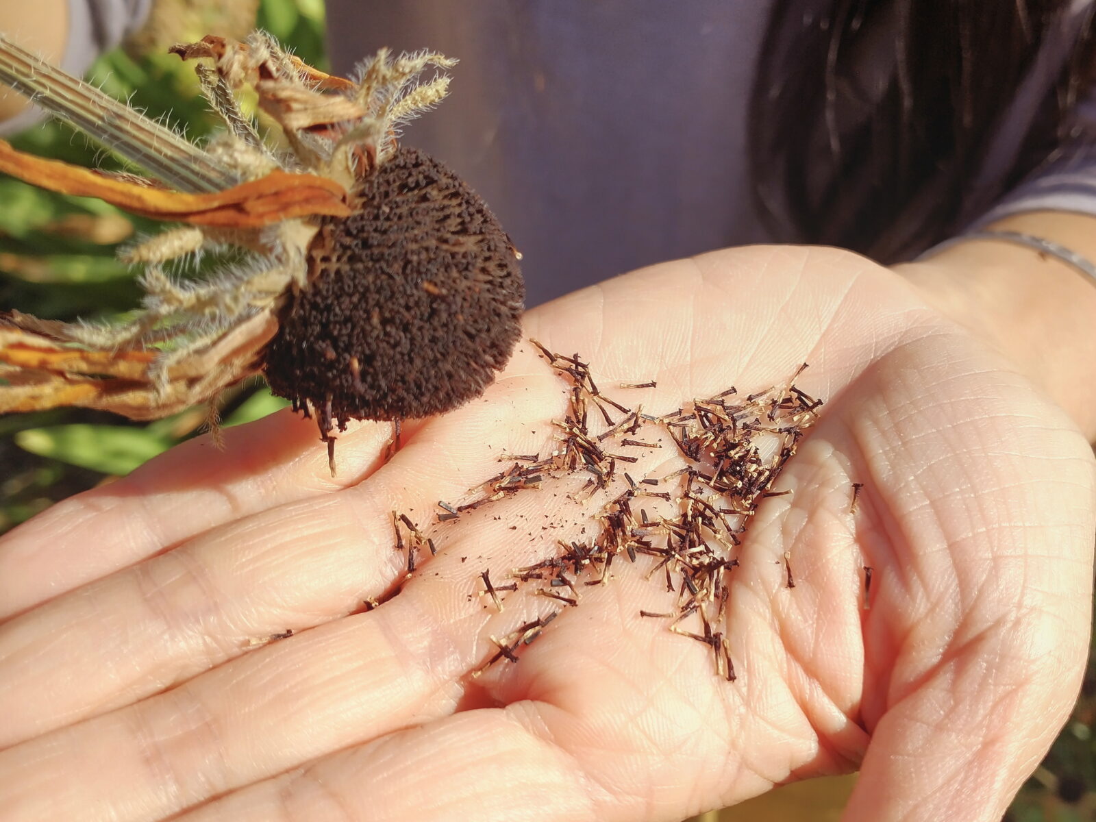 Seed Saving is Good For the Heart