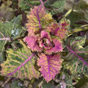 Homesteader's Kaleidoscopic Perennial Kale Grex