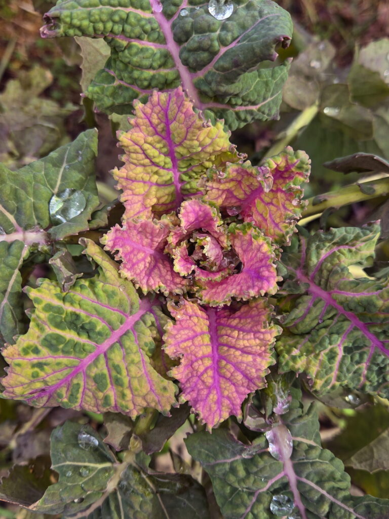 Homesteader's Kaleidoscopic Perennial Kale Grex