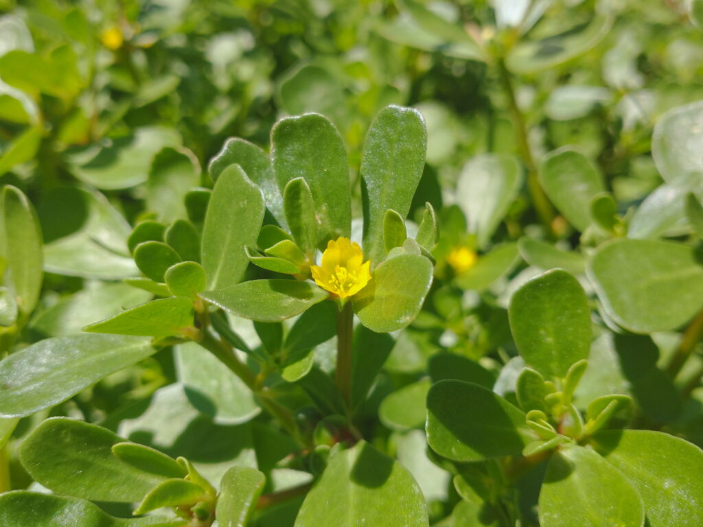 Purslane Landrace