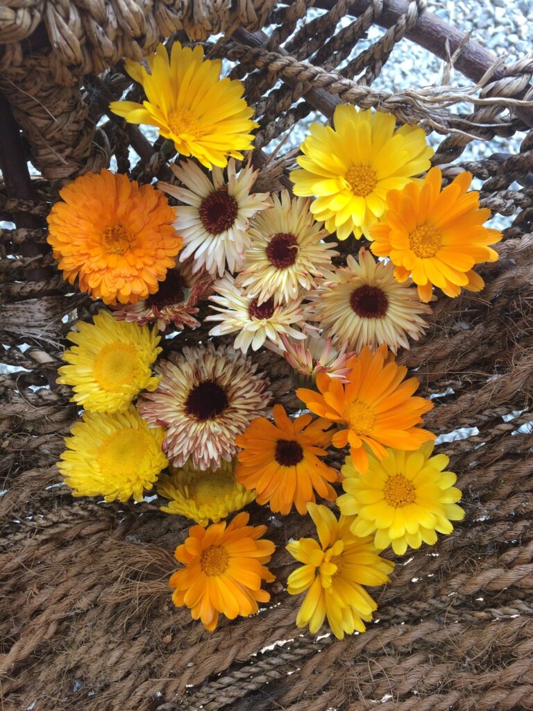 Calendula Mix