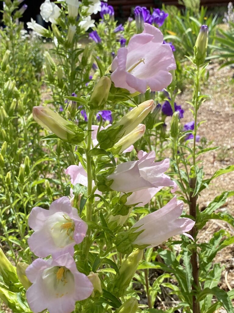Bellflower Mix