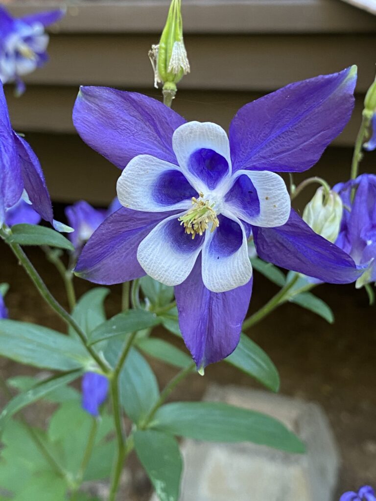 Aurora Columbine Grex