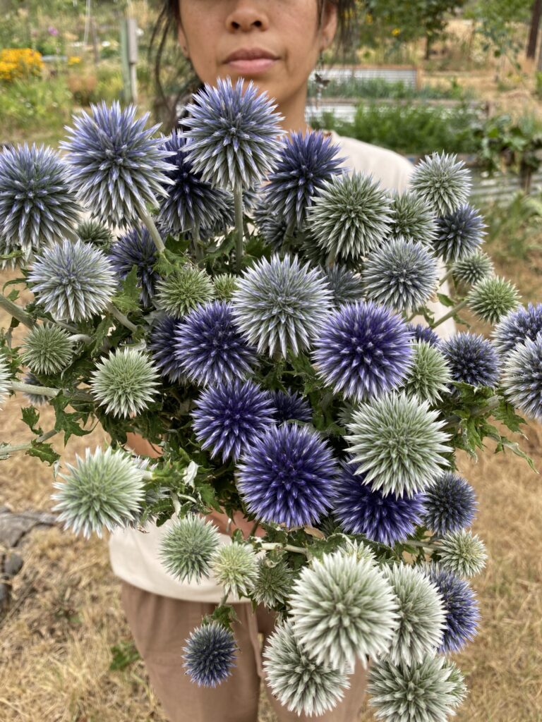 Celestial Globe Thistle Mix