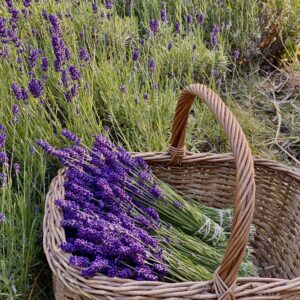 Lavender Mix