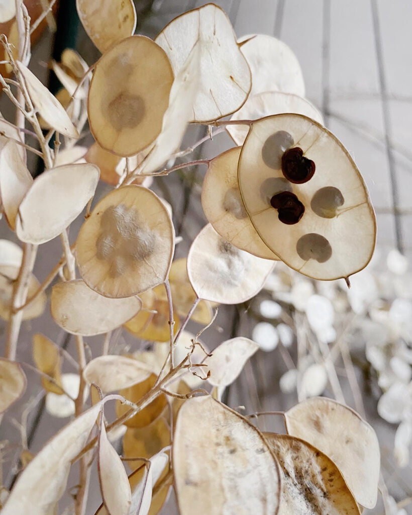 Lunaria