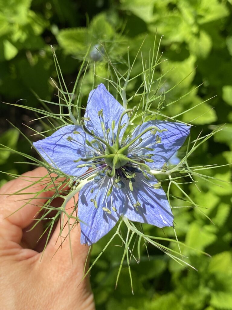 Nigella