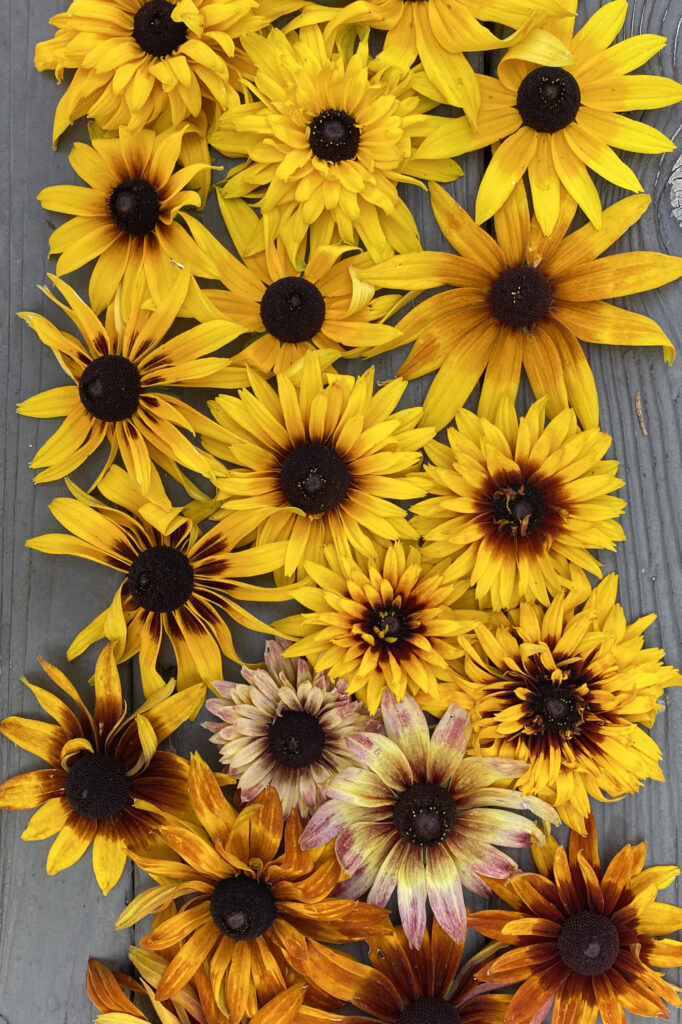 Dreamy Rudbeckia Grex