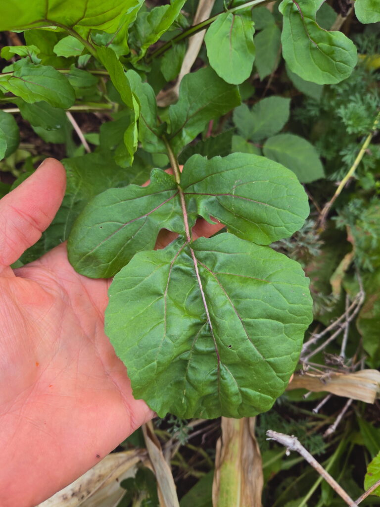 Arugula
