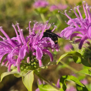 Wild Bergamot