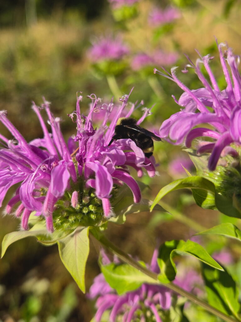 Wild Bergamot