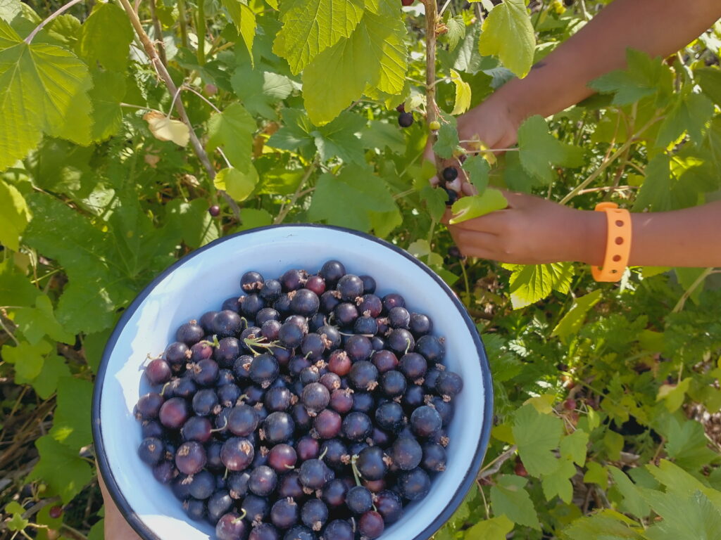 Black Currant