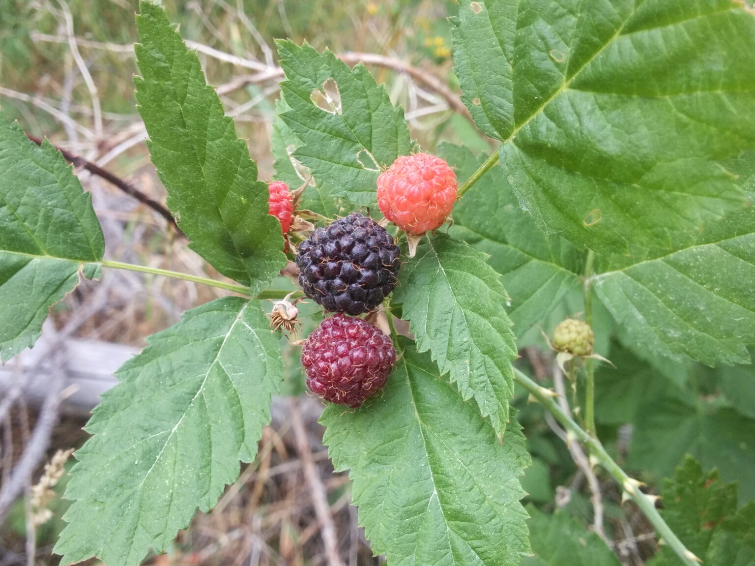 Blackcap / Whitebark Raspberry Seeds (Rubus leucodermis)