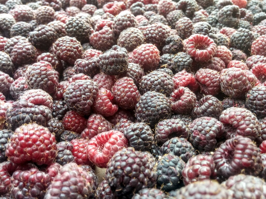 Blackcap Raspberry