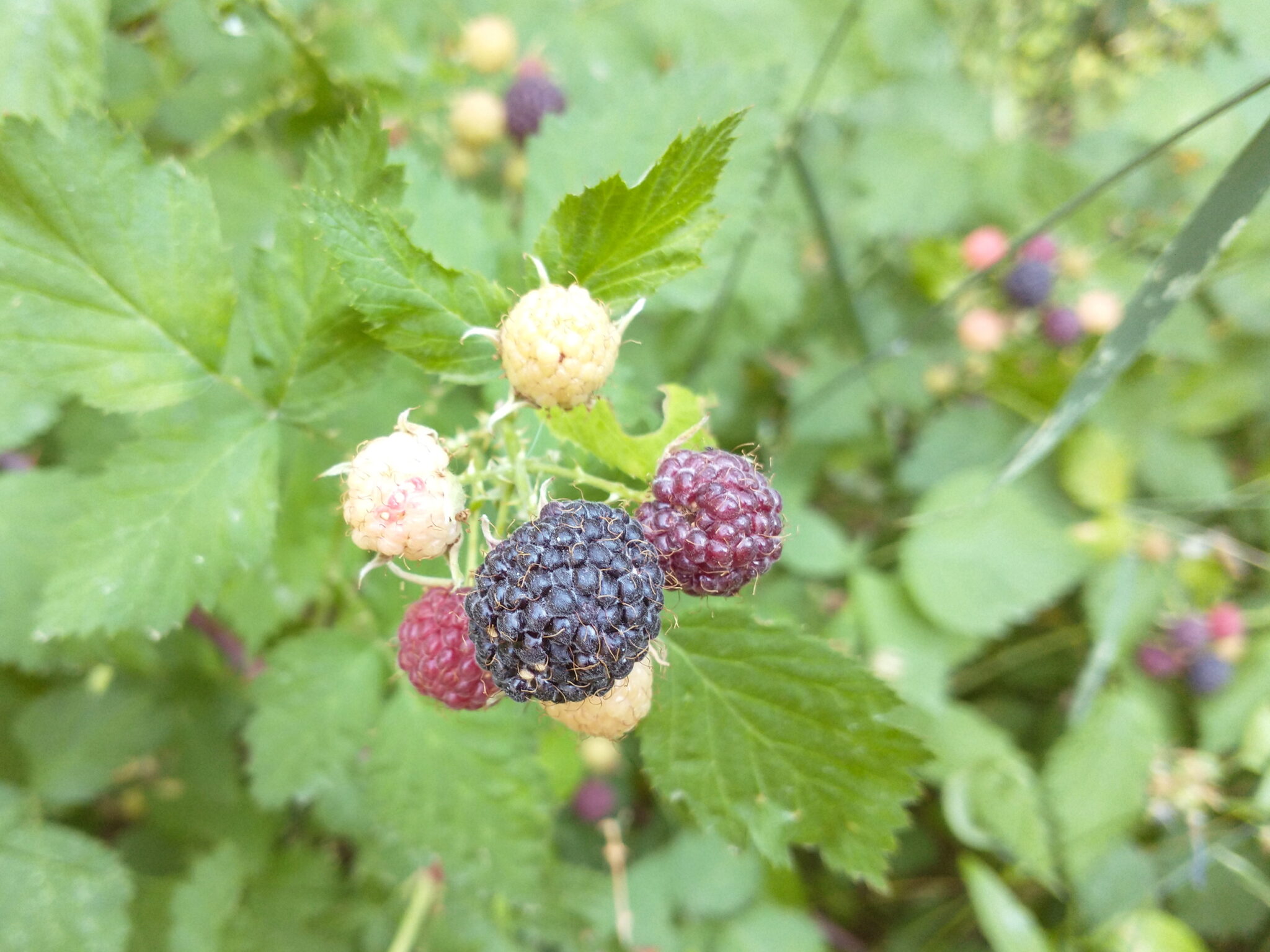 Blackcap / Whitebark Raspberry Seeds (Rubus leucodermis)