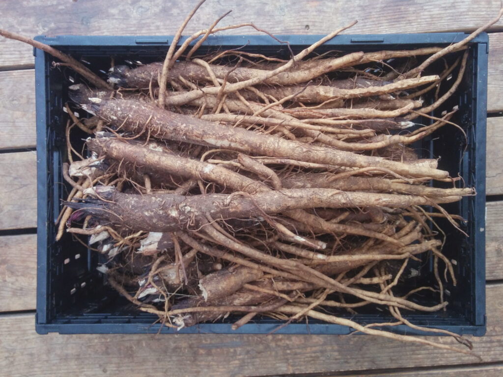 Wild Burdock