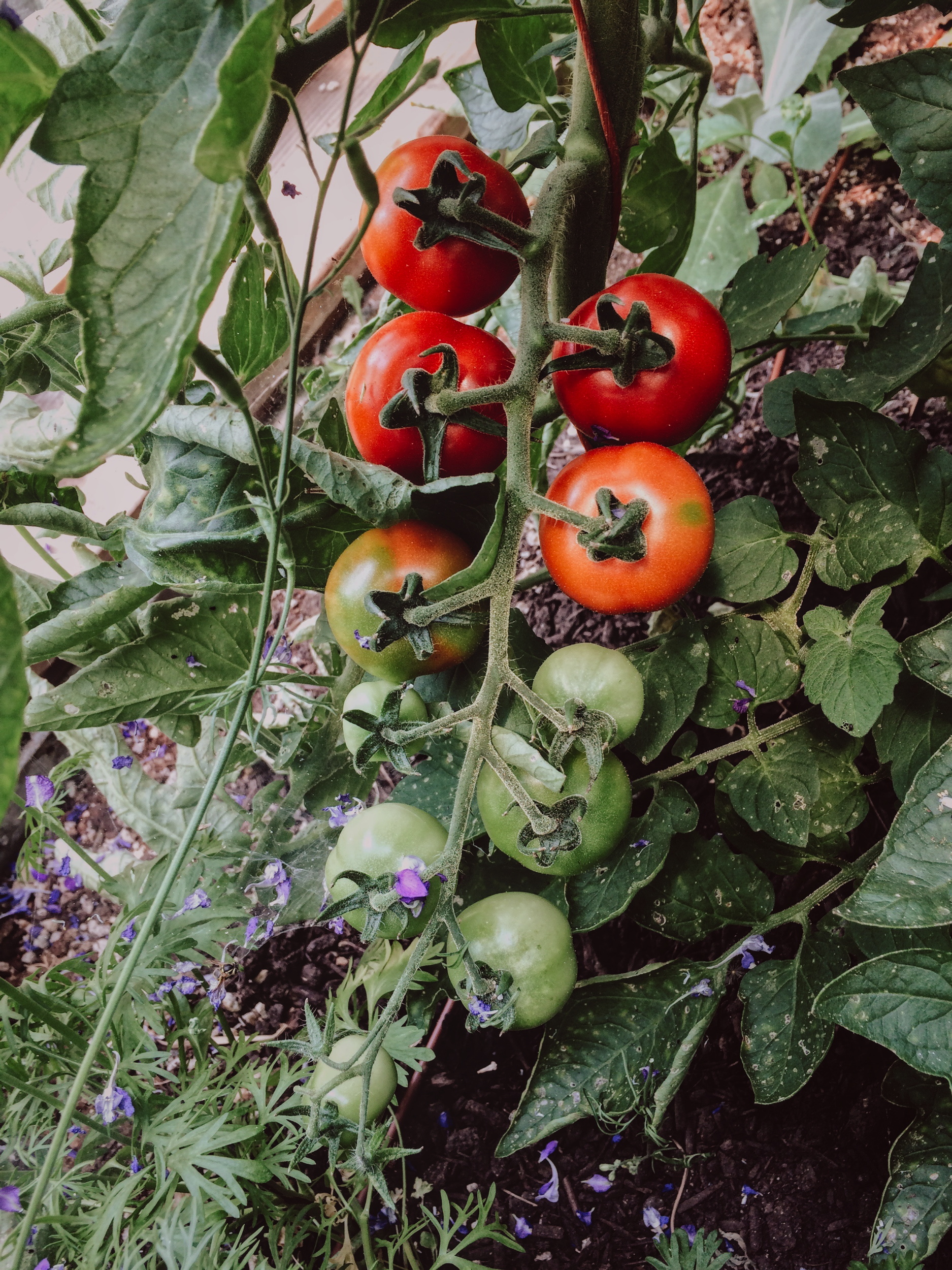 Camp Joy Cherry Tomato Seeds (Solanum lycopersicum) Seeds