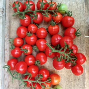 Camp Joy Cherry Tomato