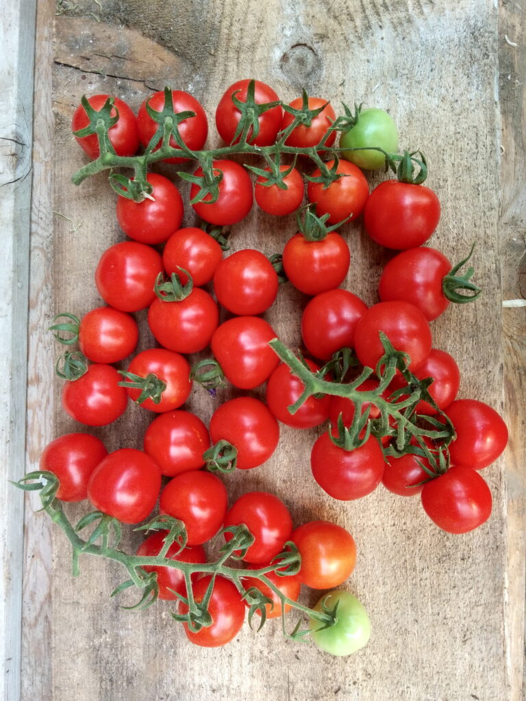 Camp Joy Cherry Tomato