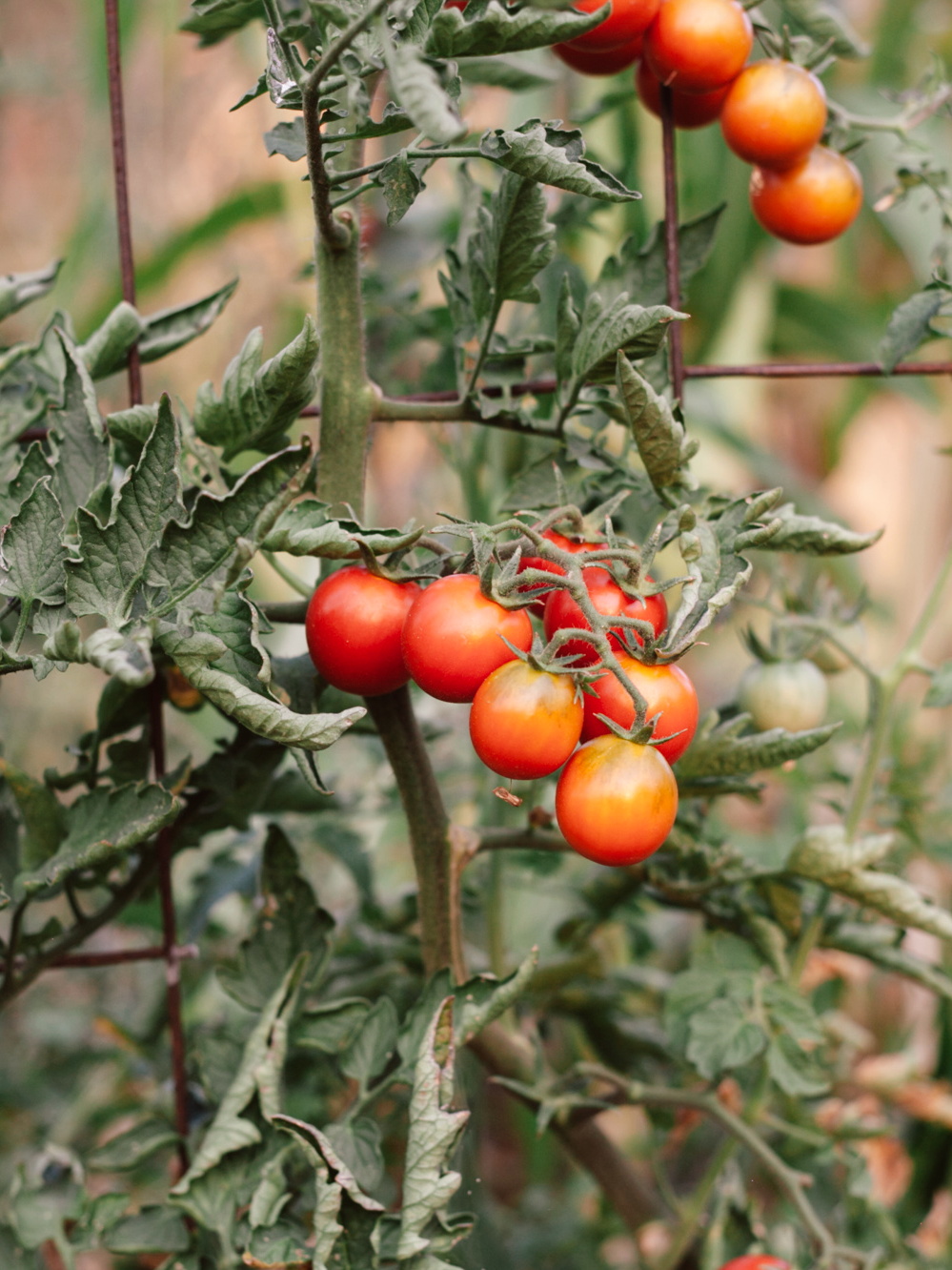 Camp Joy Cherry Tomato Seeds (Solanum lycopersicum) Seeds