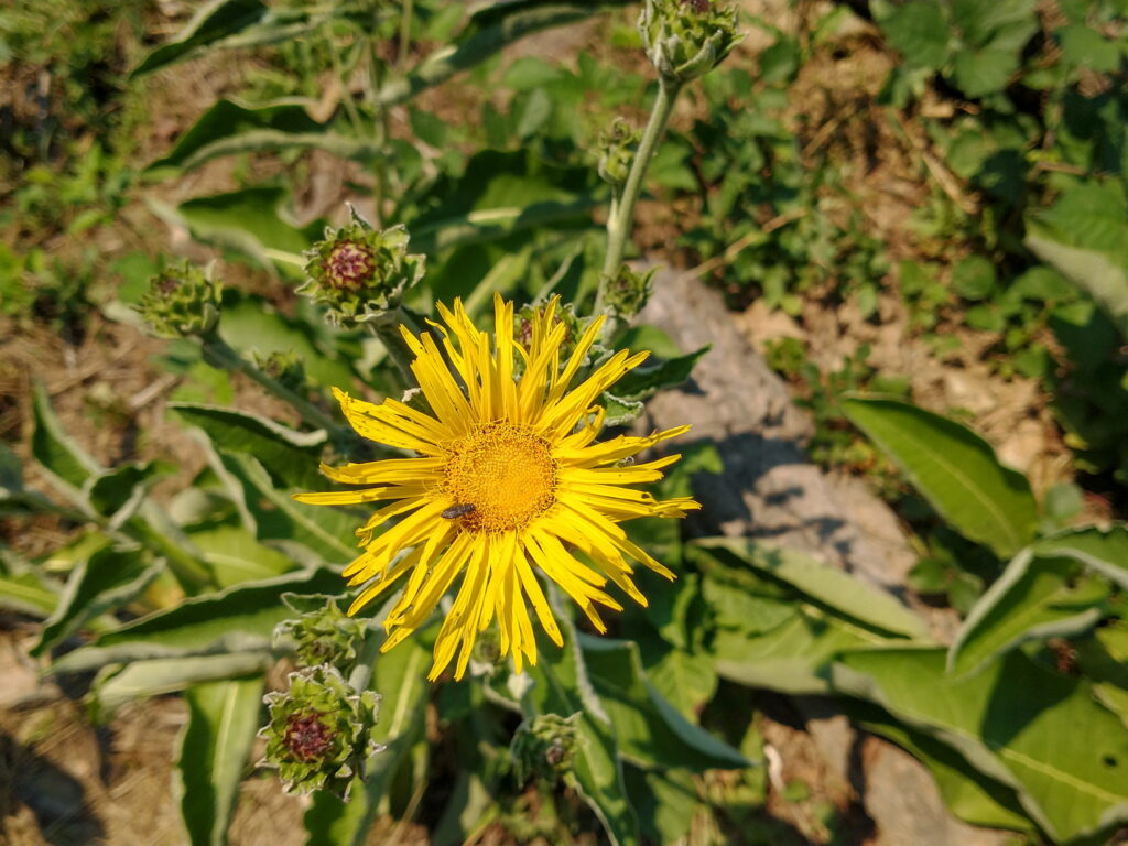 Elecampane