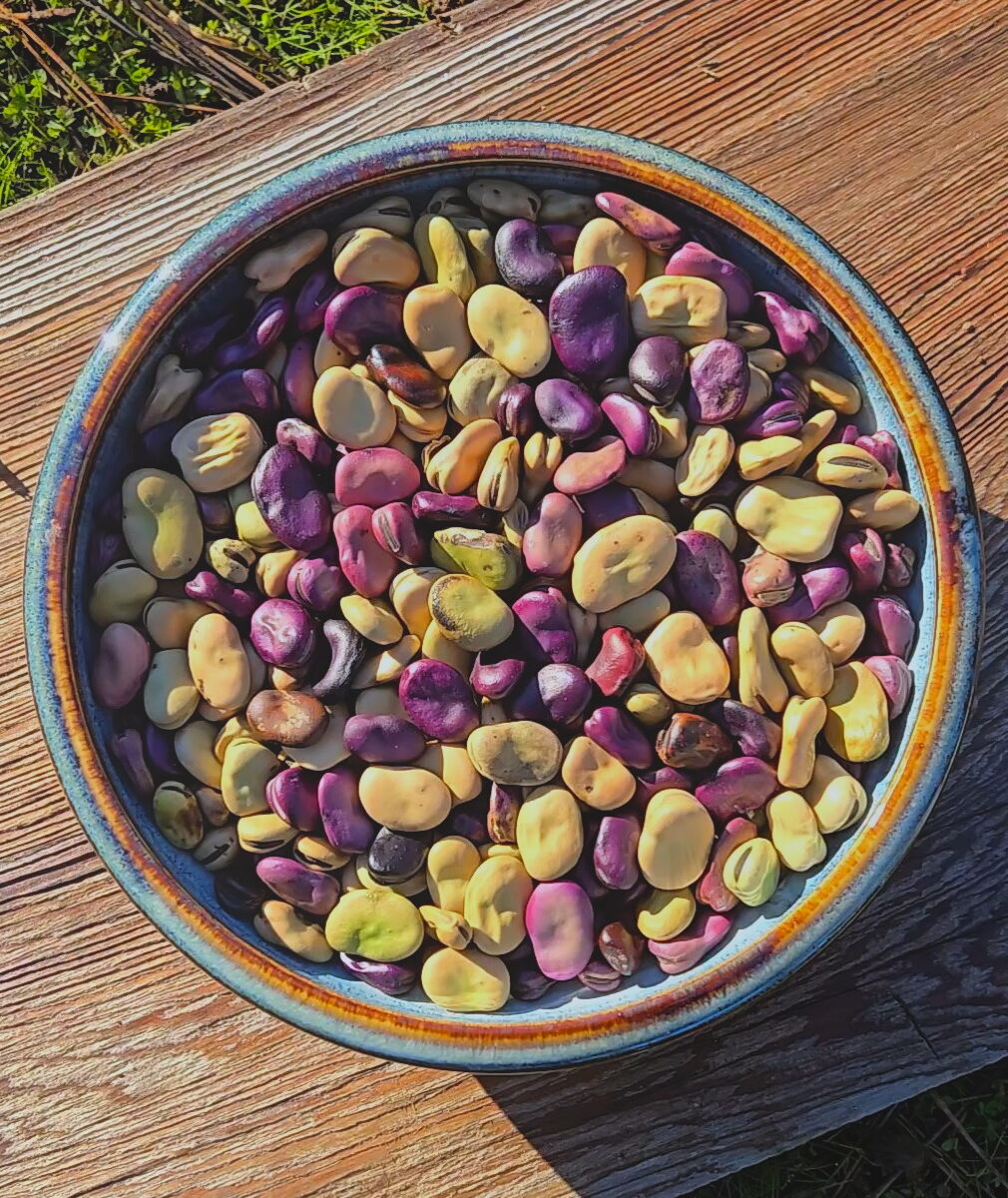 Seed Saving for Diversity is Heart Healing
