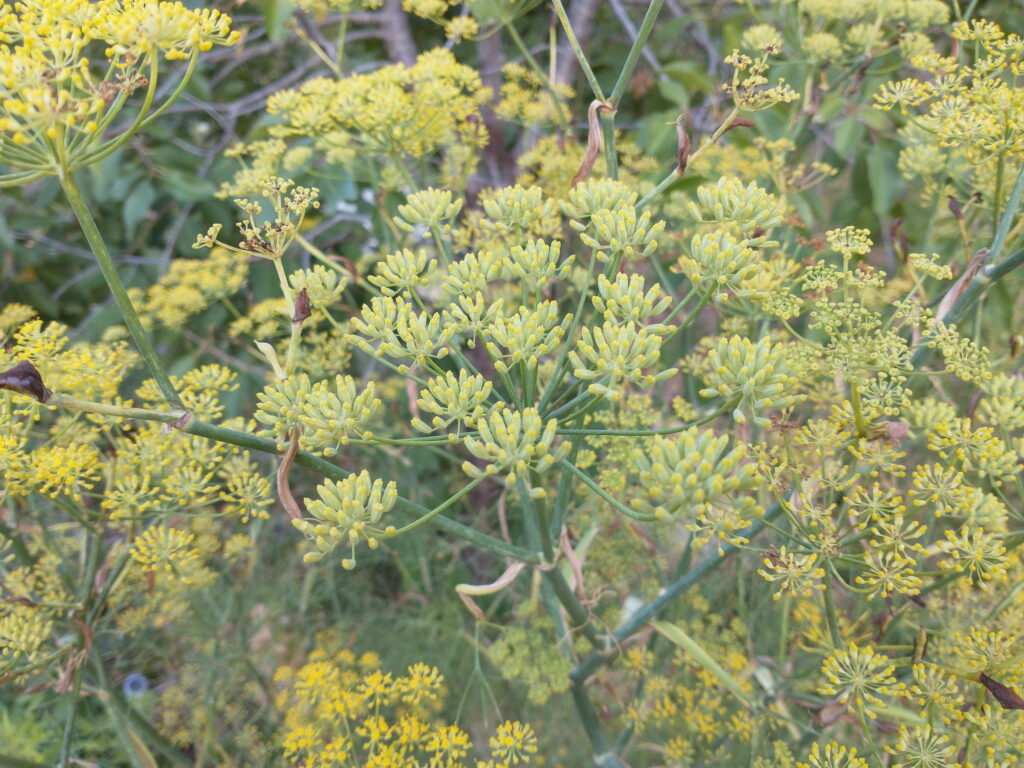 Fennel