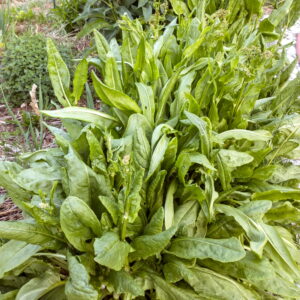 Garden Sorrel