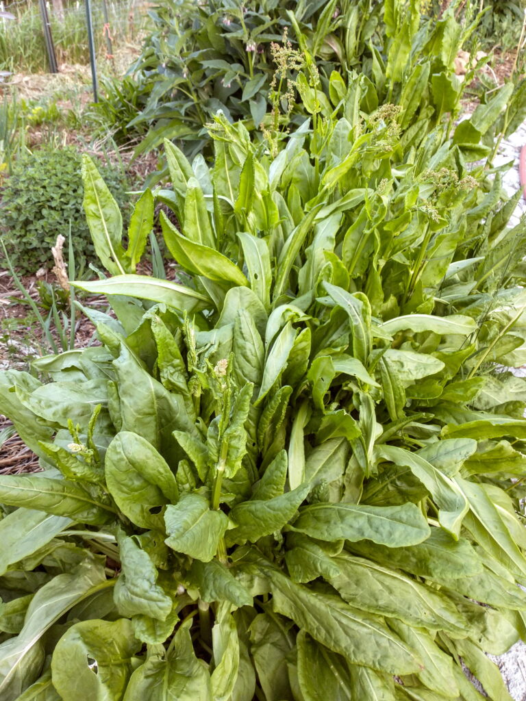 Garden Sorrel