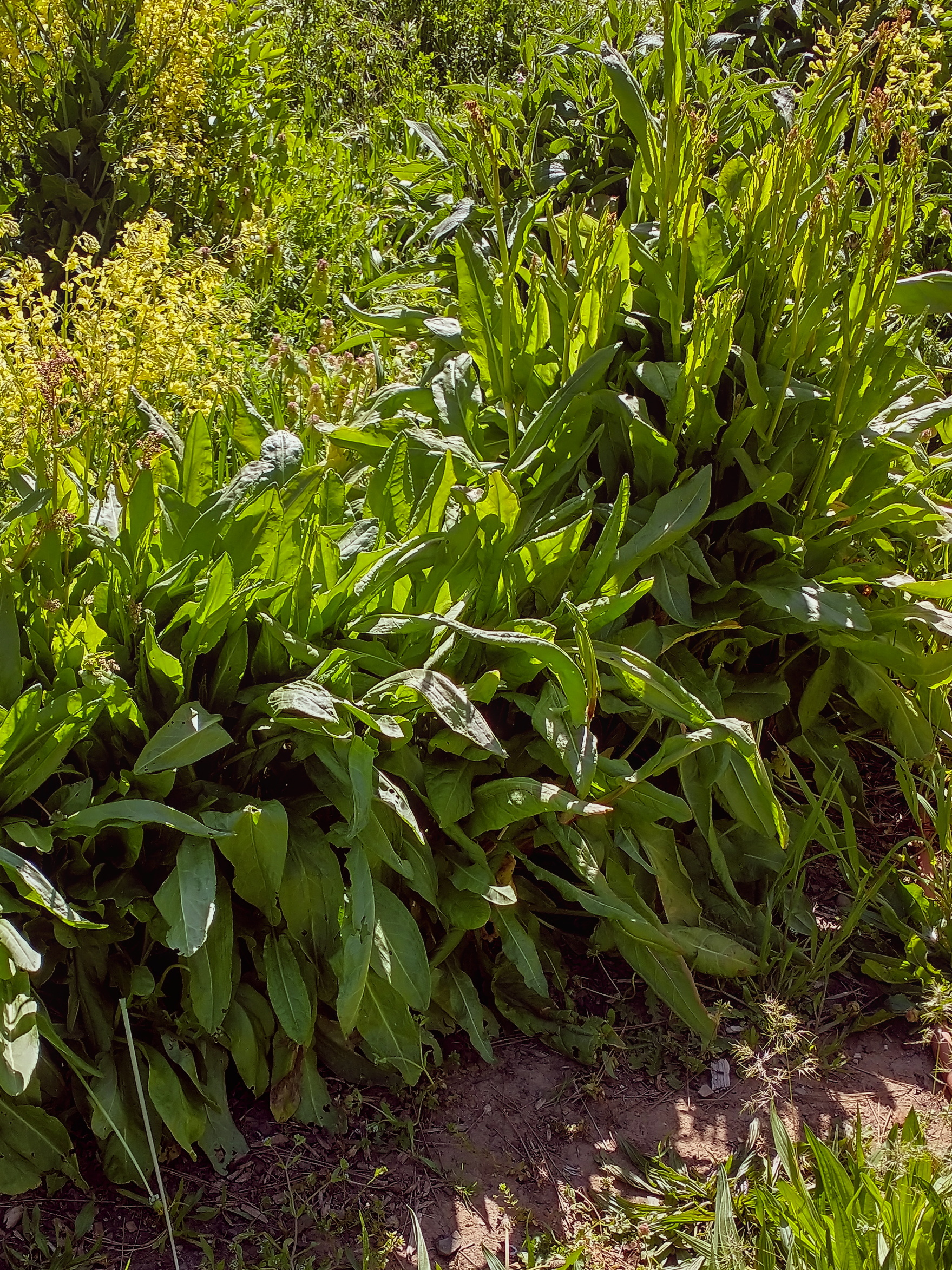 Garden Sorrel Seeds (Rumex acetosa) Broadleaf Sorrel Seeds