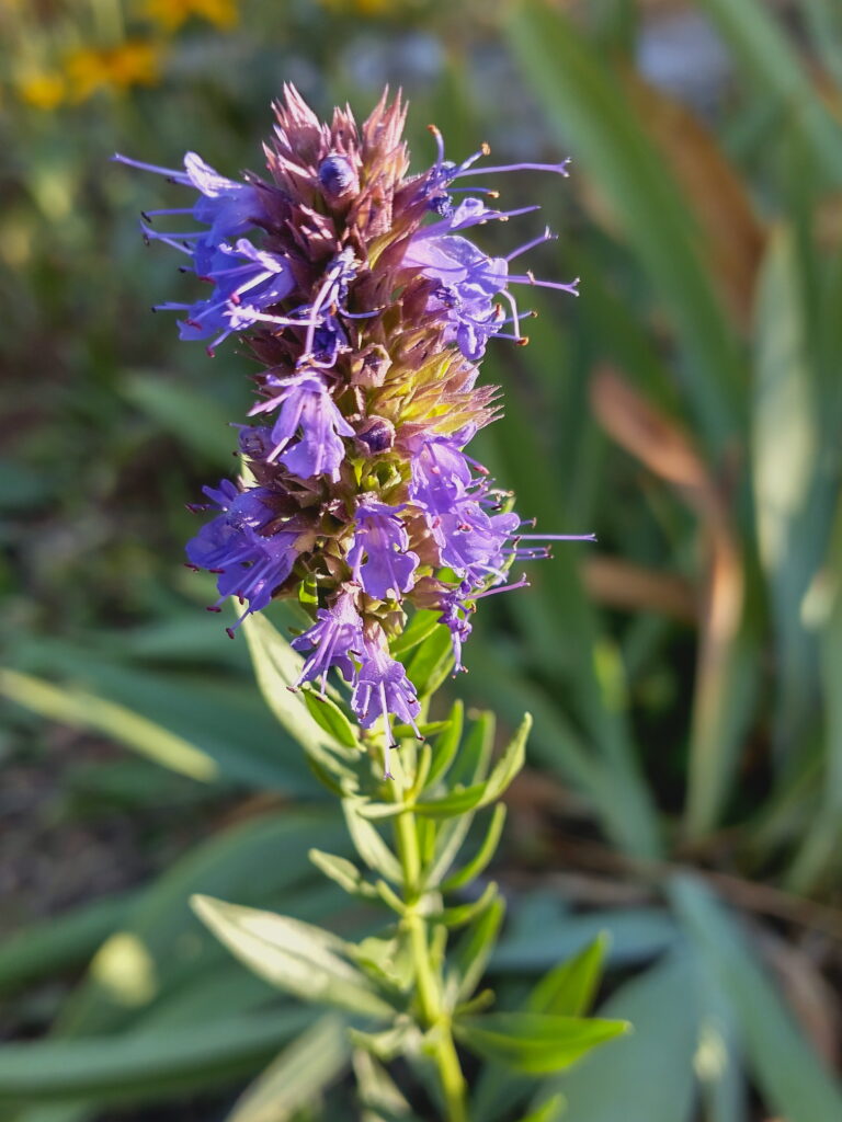 Hyssop