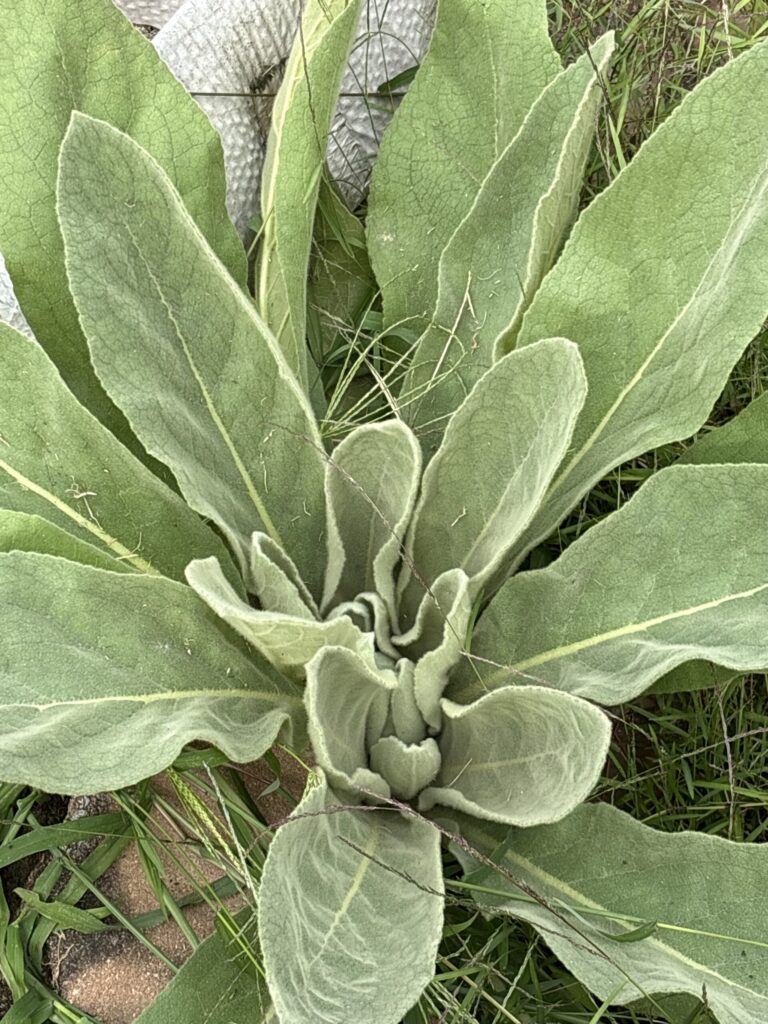 Image #1 from Maureen Burton