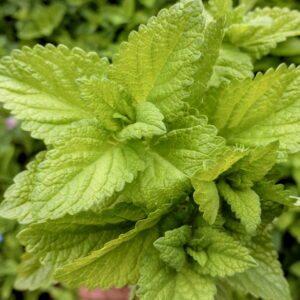 Lemon Balm