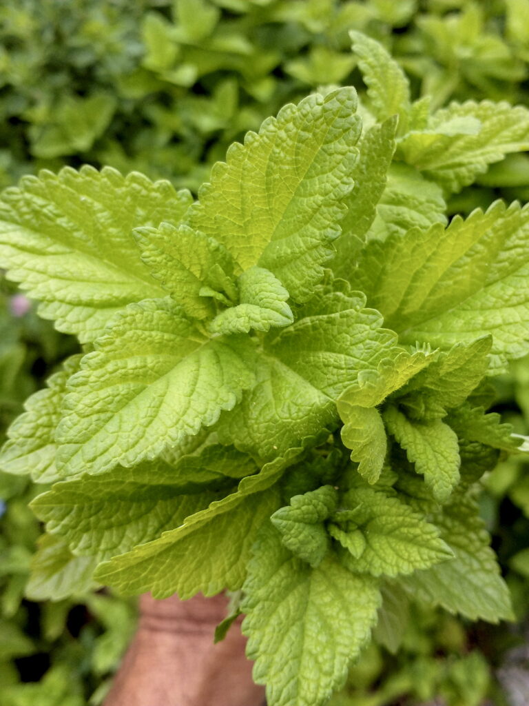 Lemon Balm
