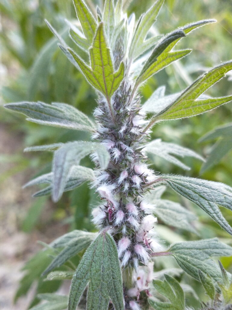 Motherwort
