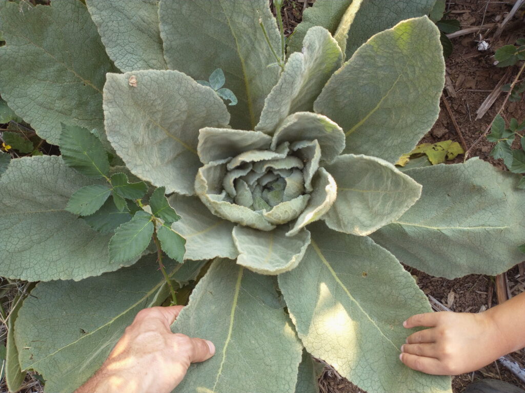Mullein