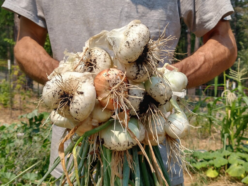 Prolific Potato Onion Grex