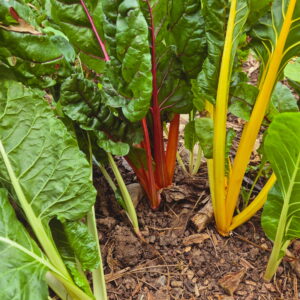 Rainbow Swiss Chard Grex