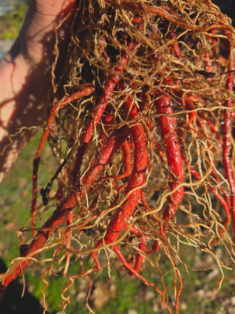 Red Sage