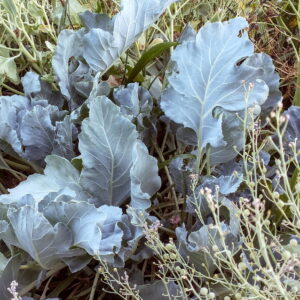 Sea Kale, Improved Lilywhite