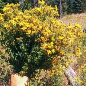 St. John's Wort