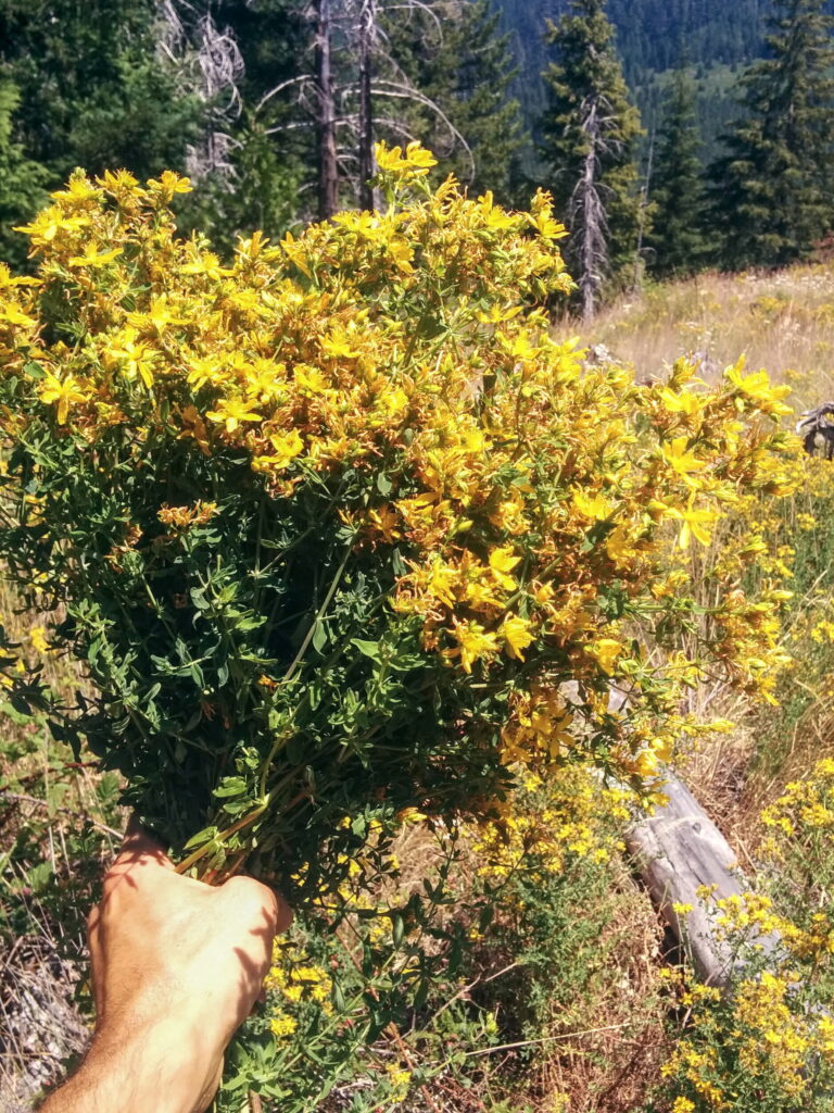 St. John's Wort