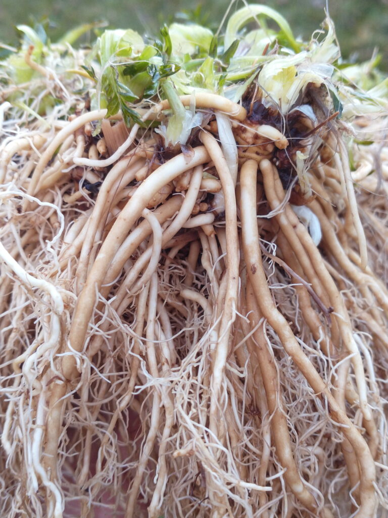 Valerian Grex