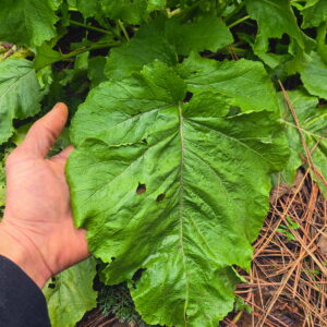 Wild Mustard Landrace